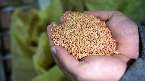 T­r­a­k­y­a­­n­ı­n­ ­y­e­r­l­i­ ­t­o­h­u­m­l­a­r­ı­ ­A­z­e­r­b­a­y­c­a­n­­d­a­ ­f­i­l­i­z­l­e­n­e­c­e­k­